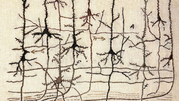 embroidery of pyramidal neurons