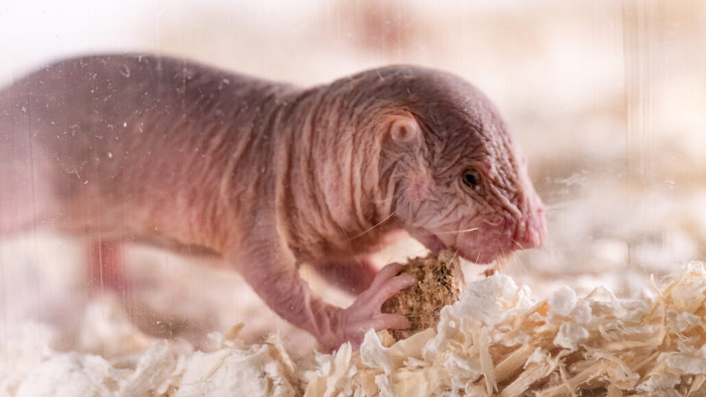 An extra protein gives naked mole rats more power to stop 
