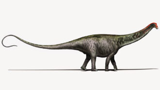 an illustration of a Brontosaurus