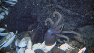Purple octopus among clams at a vent site