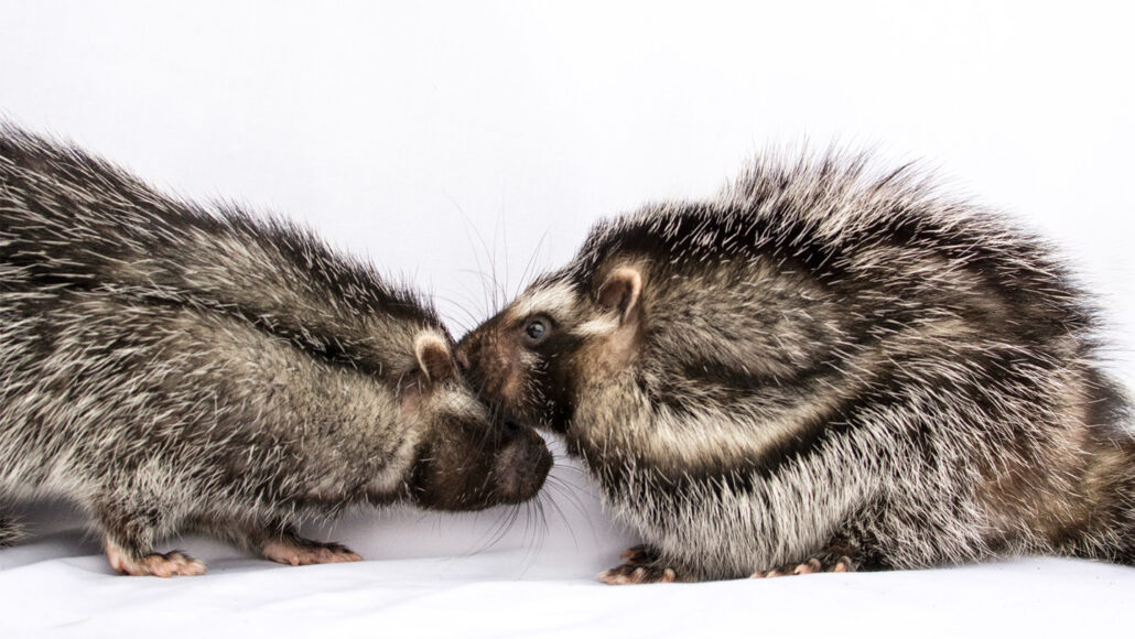 Fluffy rats with poison fur have a snuggly social side | Science News Fluffy rats with poison fur have a snuggly social side | Science News