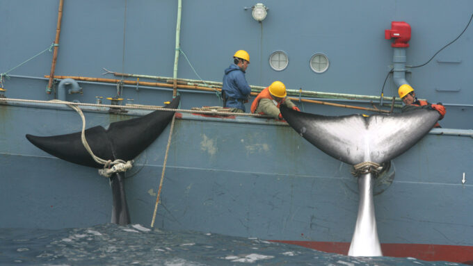 a photo of a whaling ship hauling in a catch
