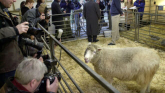 Dolly the Sheep surrounded by photographers