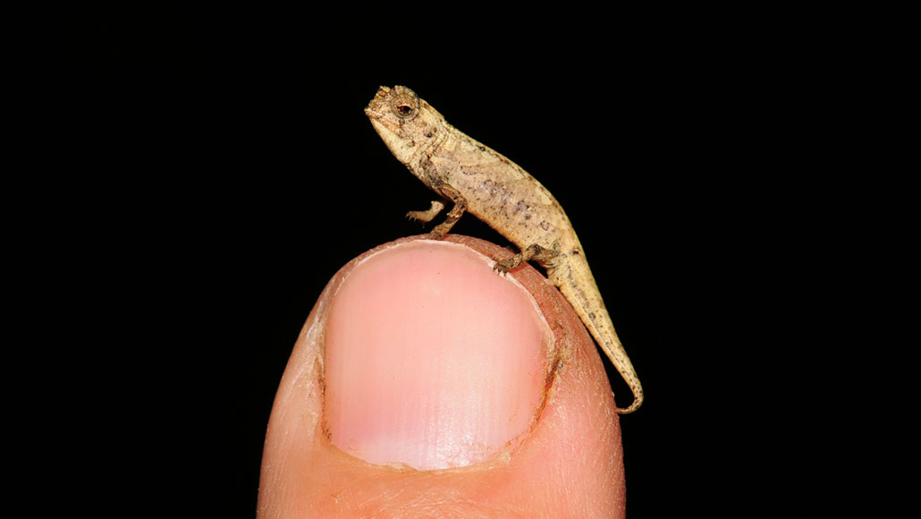 Ein neues Chamäleon ist vielleicht das kleinste Reptil der Welt