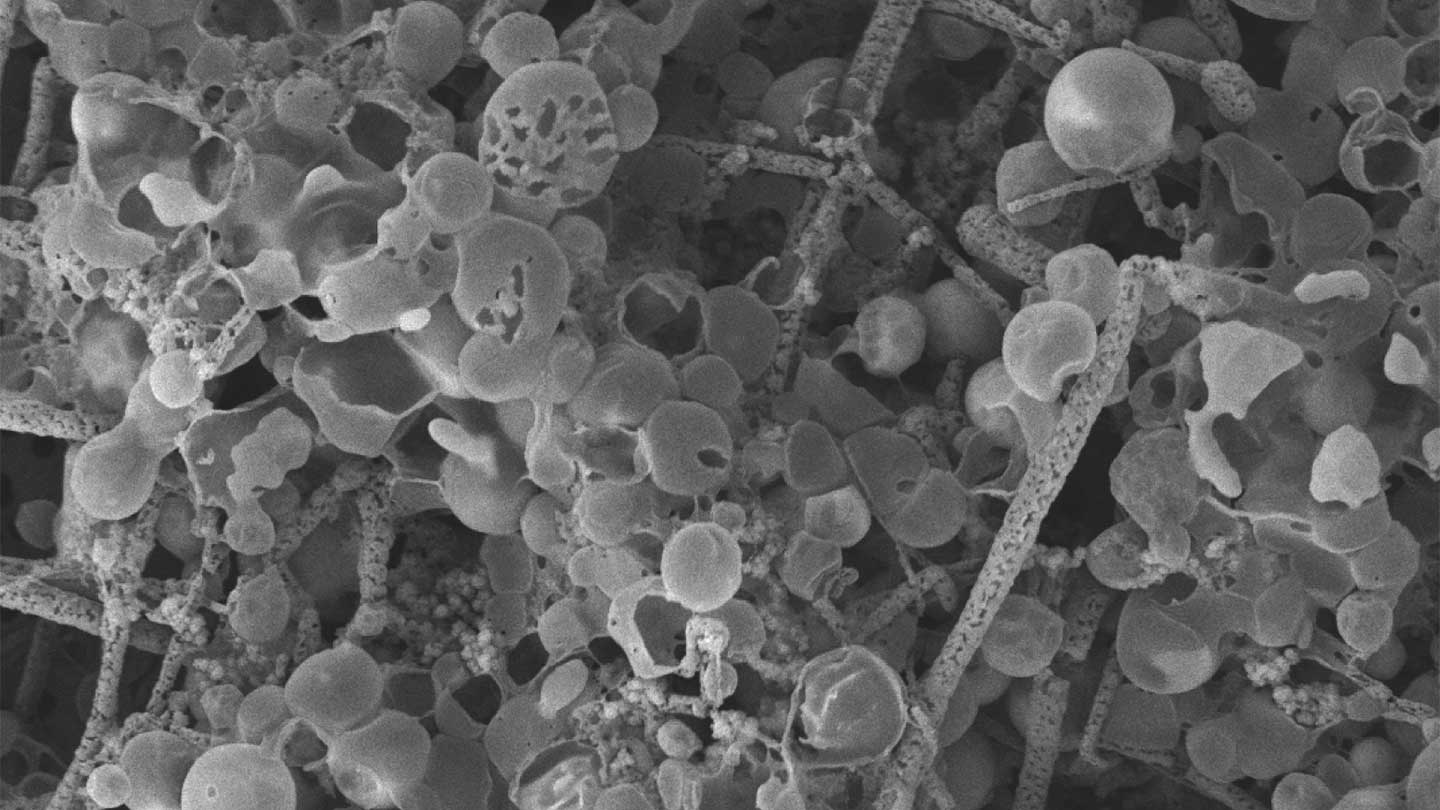 3.42billionyearold fossil threads may be the oldest known archaea