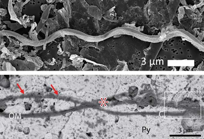 biomorphs vs. microbial fossils