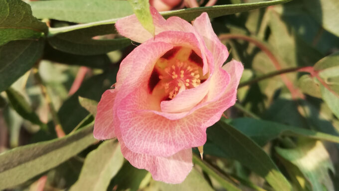 pink flower on a cotton plant in the Yucatan Peninsula