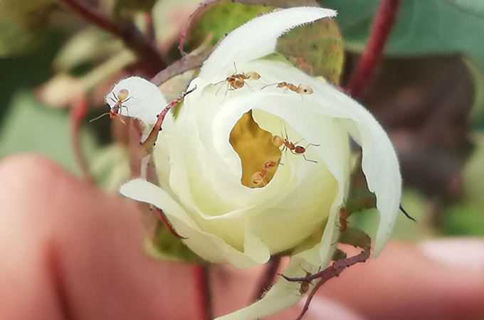 ants on a white cotton plant flower