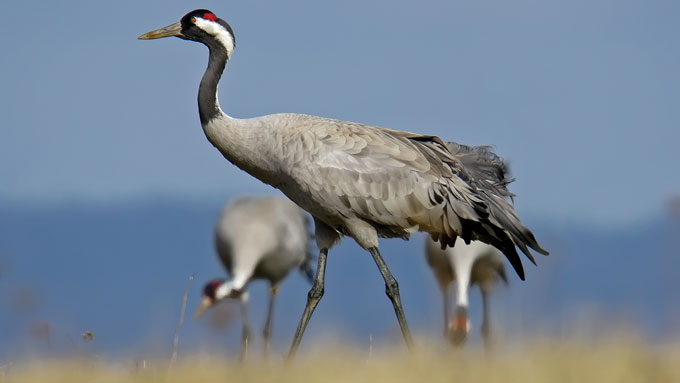 Common crane in Oregon