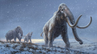 illustration of steppe mammoths