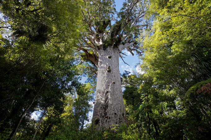 Kauri tree