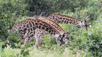 giraffes eating together
