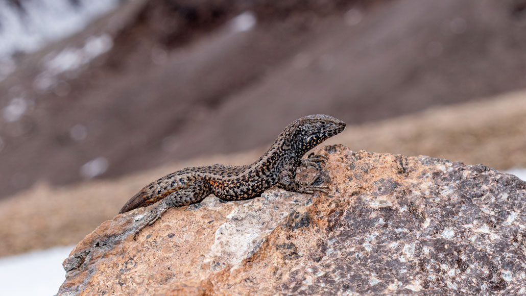 A mountain lizard in Peru broke the reptilian altitude record