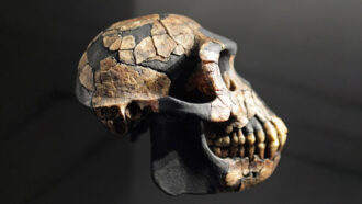 Ardi skull