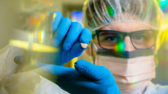 scientist holding small piece of ancient dog bone