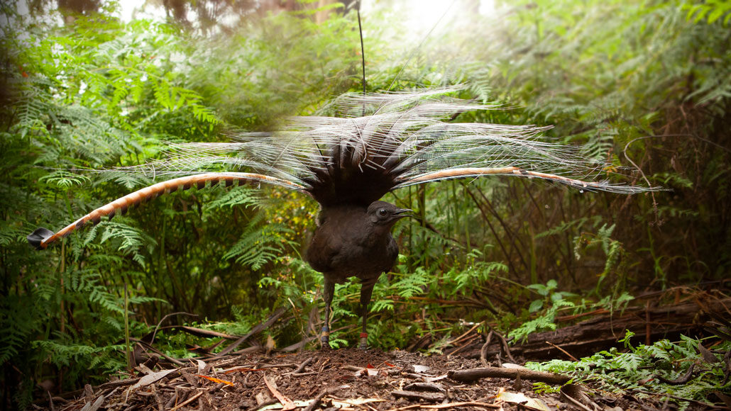 male superb lyrebird with feathers spread