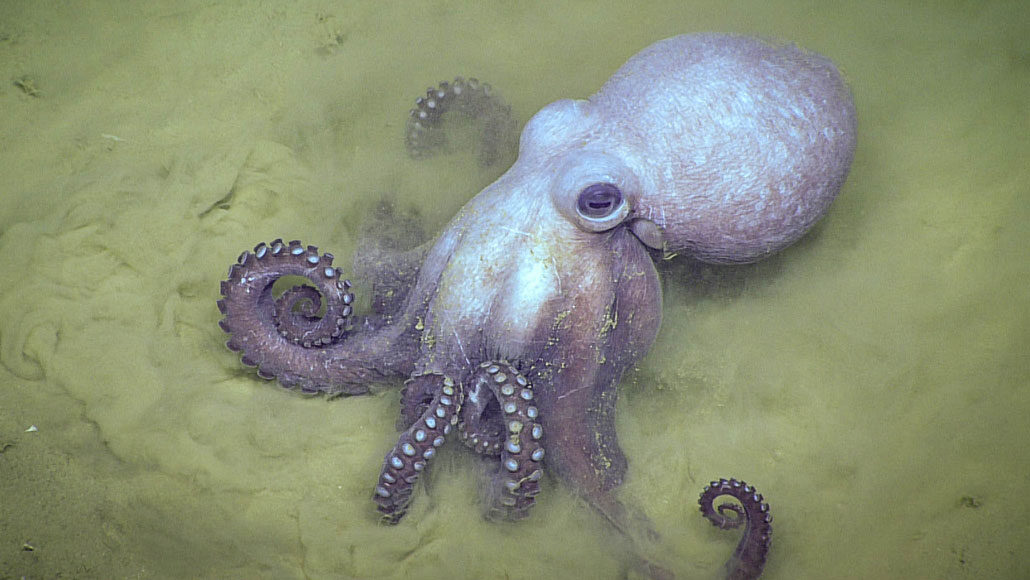 Muusoctopus johnsonianus octopus op de zeebodem