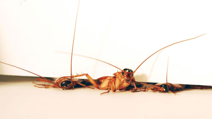 cockroaches wriggling under a door