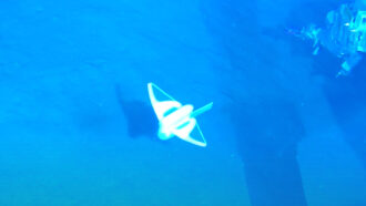 robot swimming in South China Sea