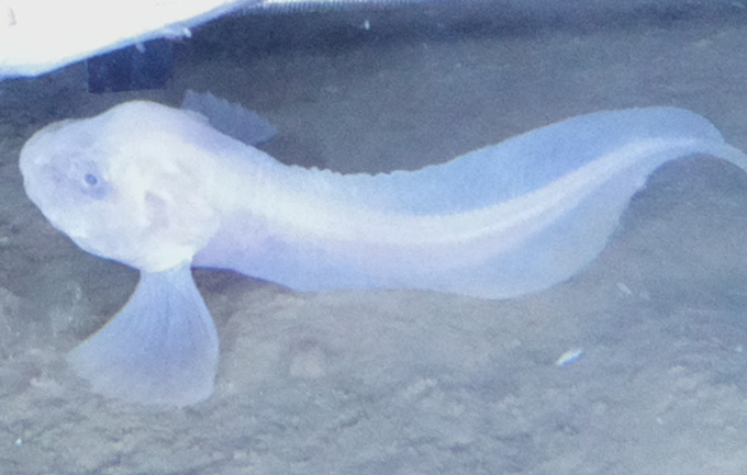 um peixe caracol do fundo do mar