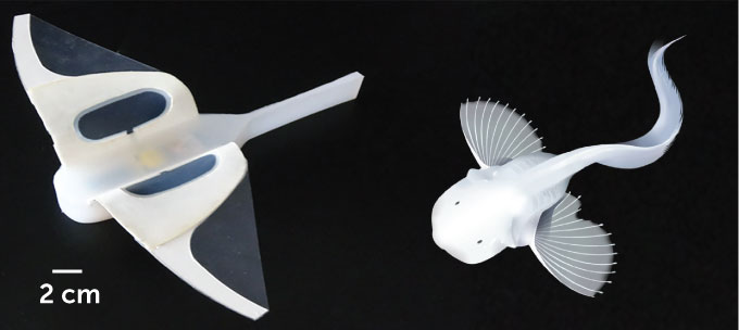 robot and snailfish side by side