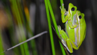 green tree frogs mating