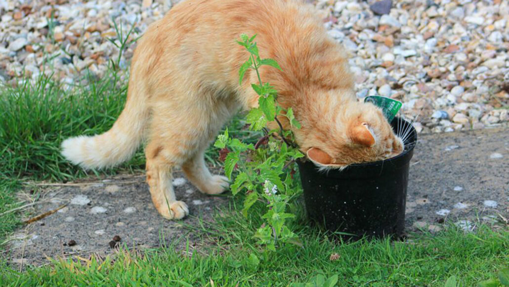 gatto che sfrega su una pianta di erba gatta