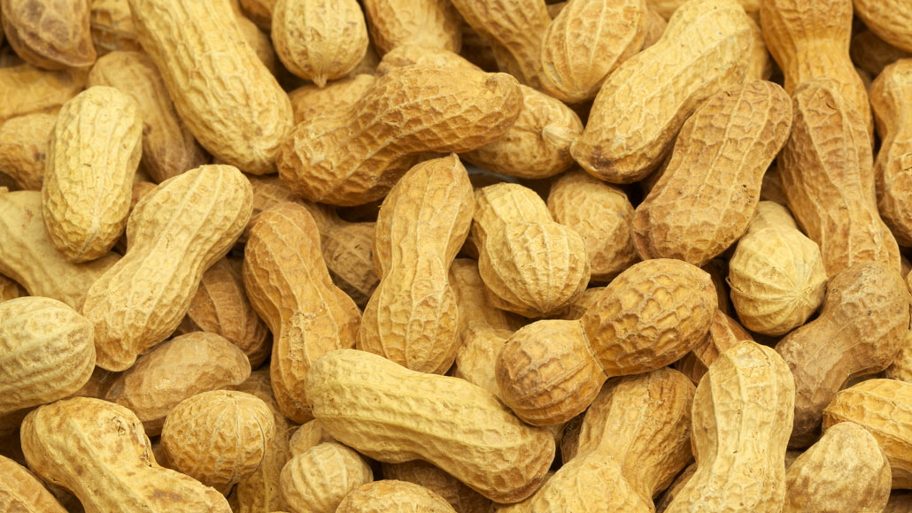 An experimental toothpaste aims to treat peanut allergy image