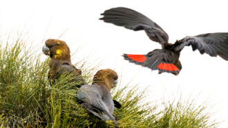 three glossy black-cockatoos