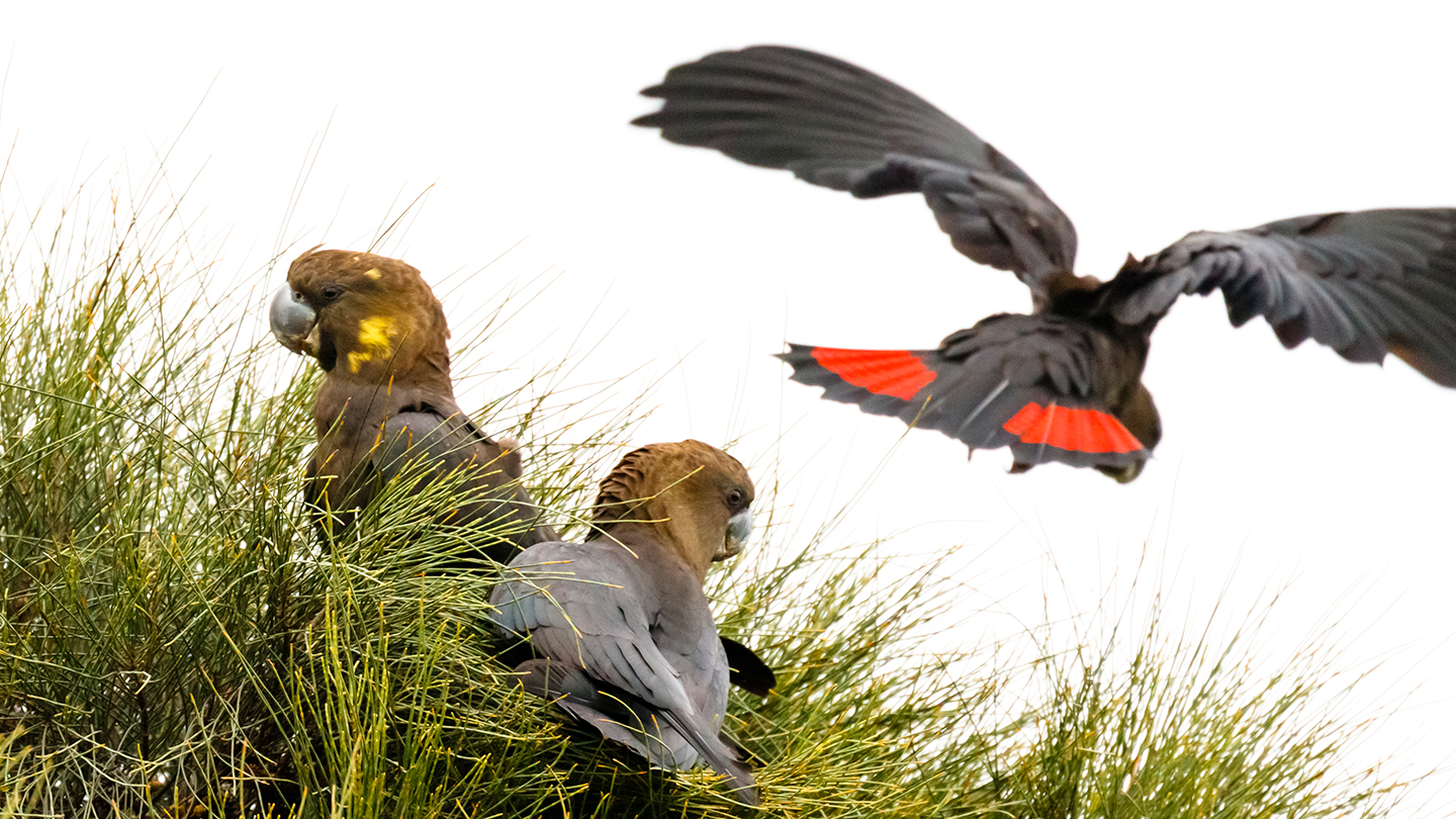 A year after Australia fires, hundreds of species may face extinction | Science News A year after Australia fires, hundreds of species may face extinction | Science News