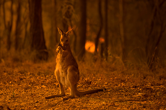 wallaby near a brushfire in New South Wales