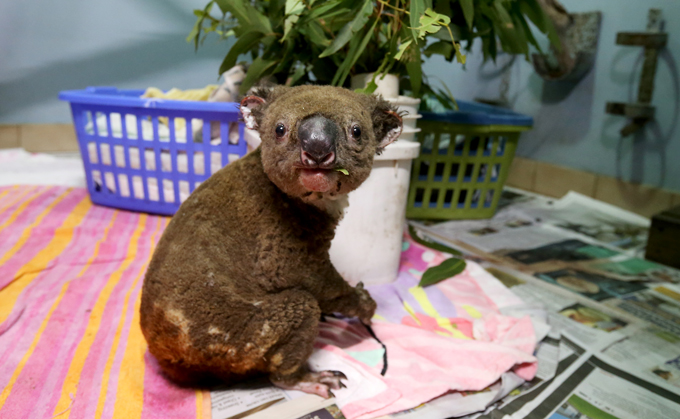 Paul the koala sits on a blanket