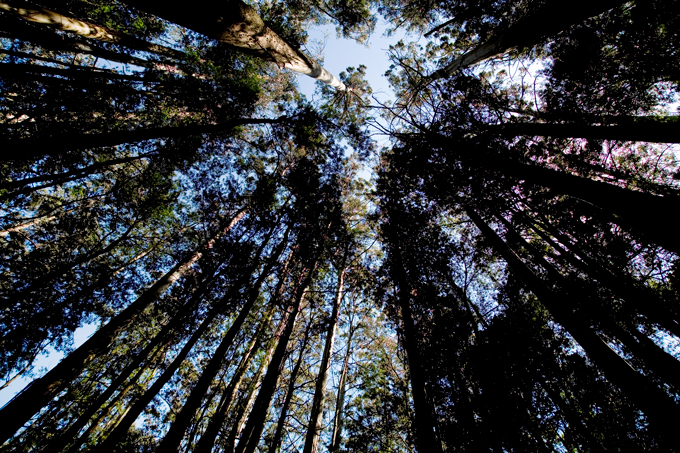 canopy of mountain ash trees