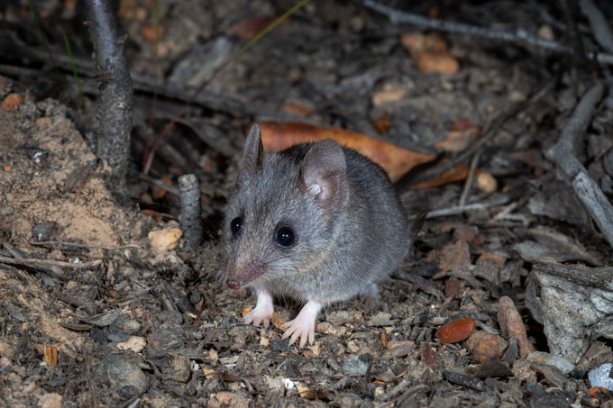 a Kangaroo Island dunnart