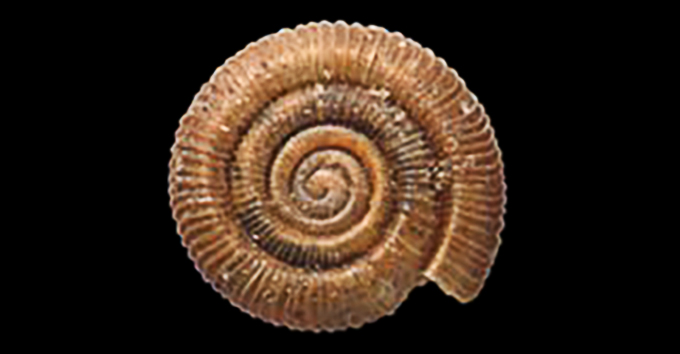 pinwheel snail