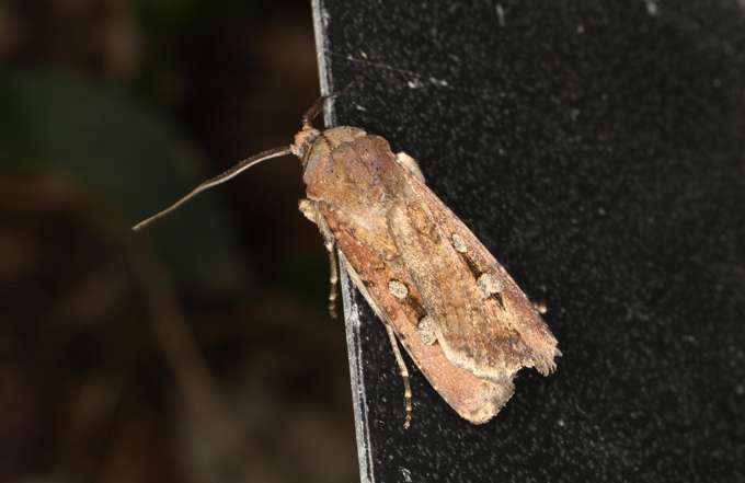 Bogong moth