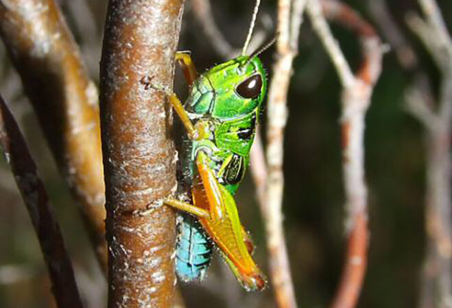 Chameleon grasshopper