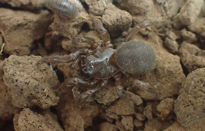 Kangaroo Island micro-trapdoor spider