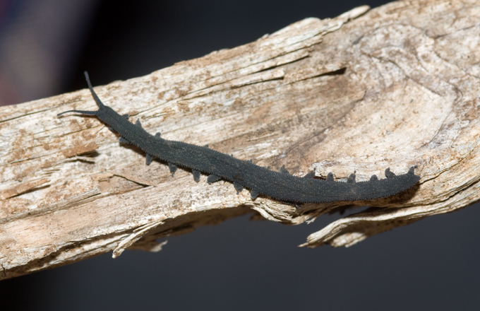 Velvet worm