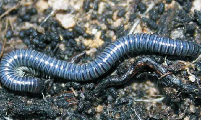 Millipede