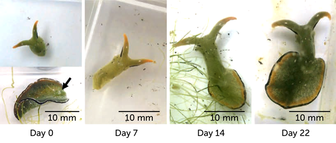 sea slug body regeneration on day 0, day 7, day 14 and day 22