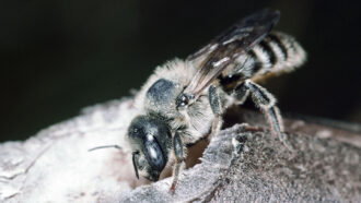 female mason bee on hole in plant stem