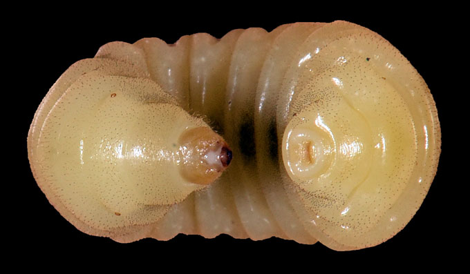 Bee larva