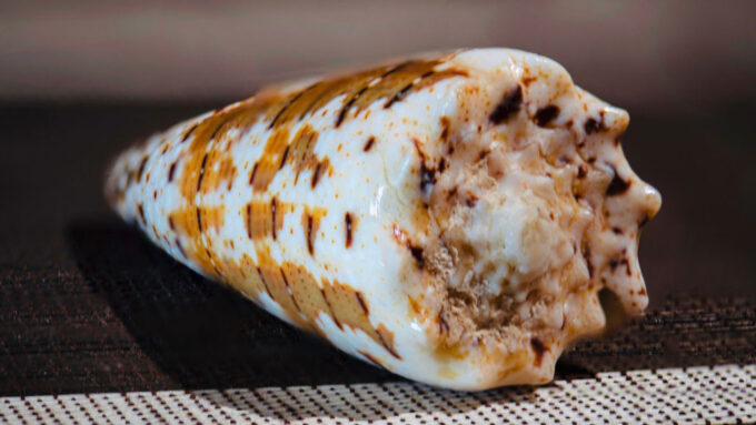 a cone snail shell