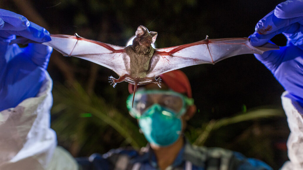 researcher holding wrinkle-lipped bat by wings