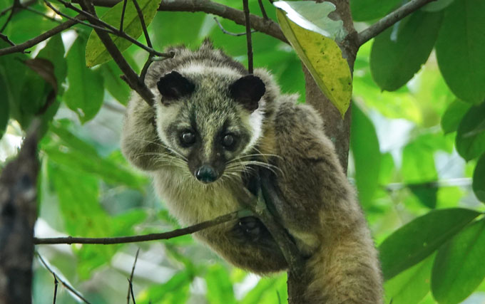 masked palm civet in tree