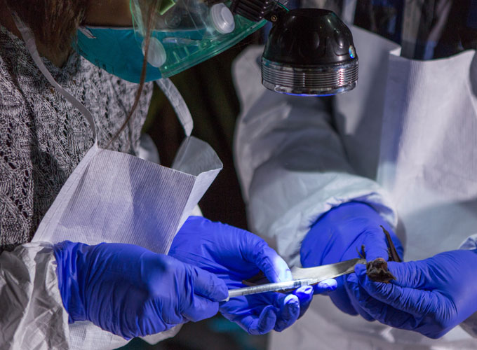 researchers taking bat blood sample