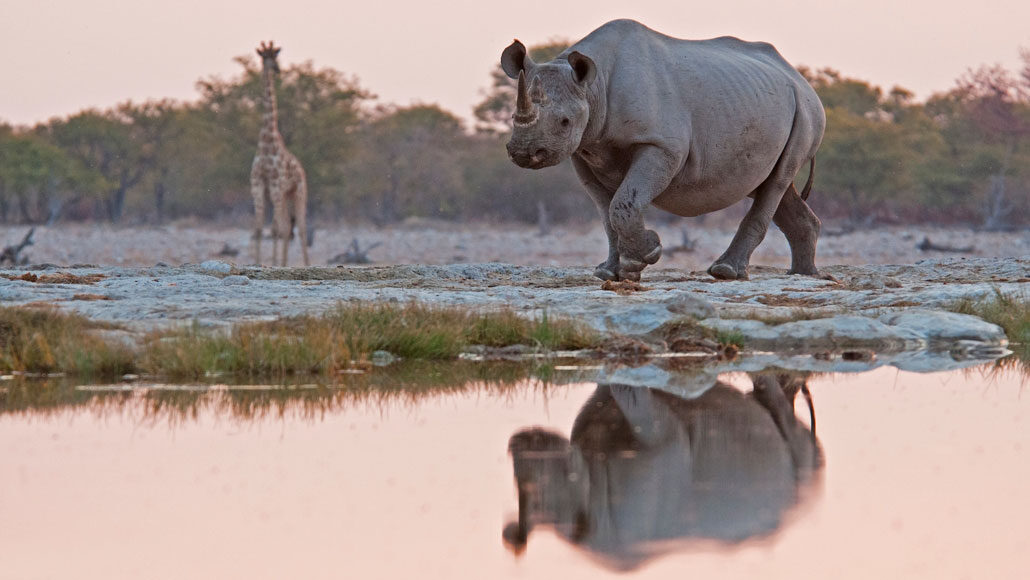 immagine di una giraffa e un rinoceronte in Namibia