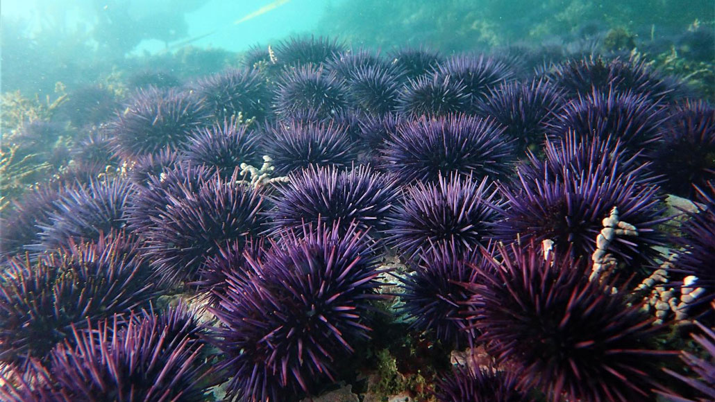 How kelp forests off California are responding to an urchin takeover How kelp forests off California are responding to an urchin takeover