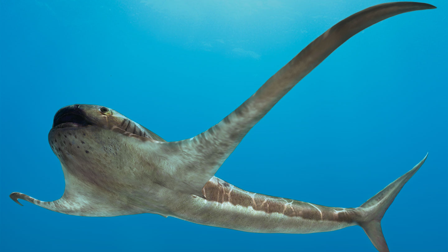 An ancient shark’s weird fins helped it glide like a manta ray